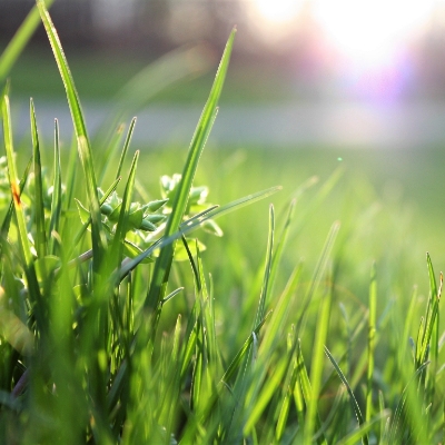 Lush green grass growing after aerating