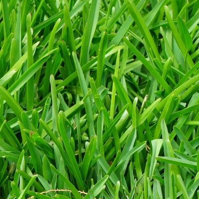 Dense grass with deep root system