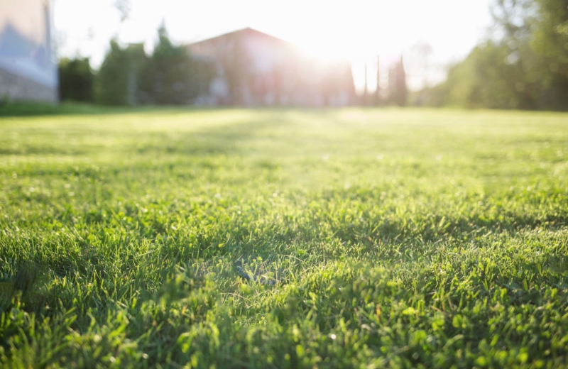 Dazzling green lawn