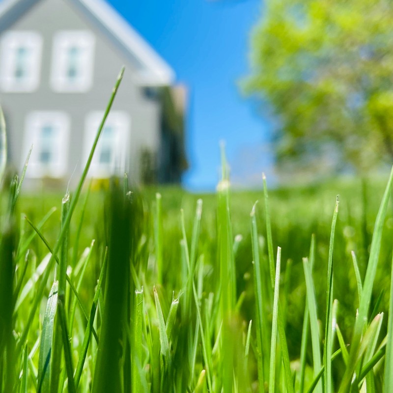 The greenest, thickest grass